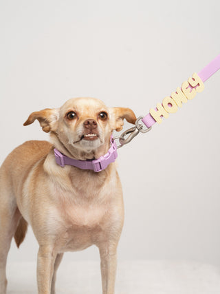 Dog facing camera in Core Walk Set collar and leash with HONEY charms Lilac
