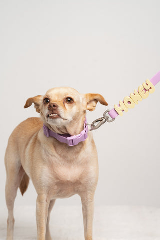 Close up of dog in Core Walk Set collar and leash with HONEY charms Lilac