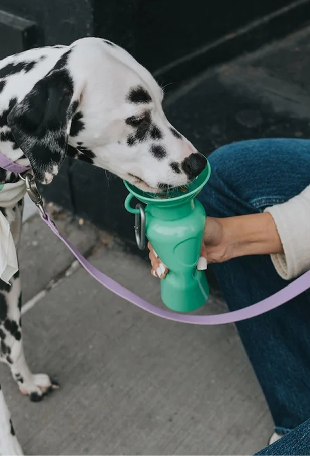 Dalmatian drinking from a green portable dog water bottle held by owner on a sidewalk