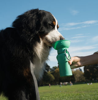 Springer Flip Dog Travel Water Bottle Springer Green