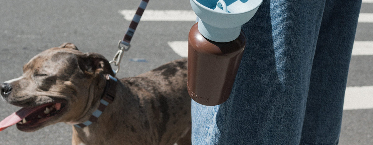 Dog on the Heritage leash next to the Flip bottle