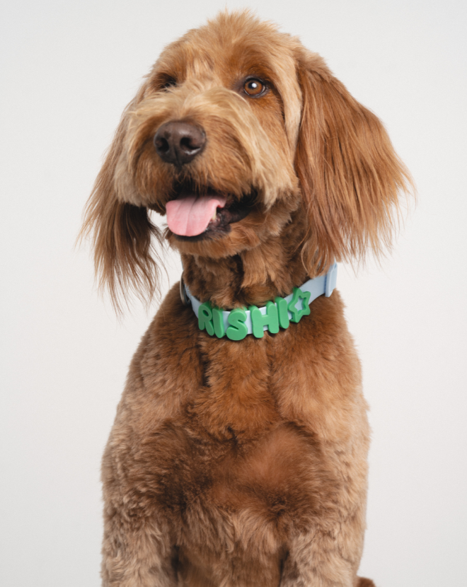 Golden doodle dog wearing a blue collar with green letter charms, tongue out and smiling