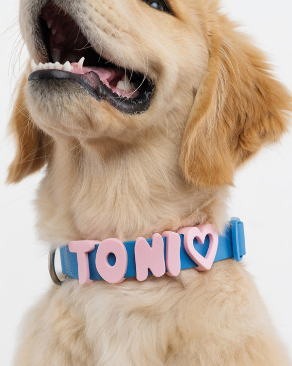 Dog wearing Springland gear