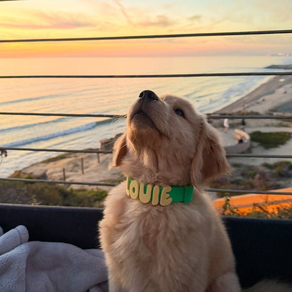 Dog wearing Springland gear
