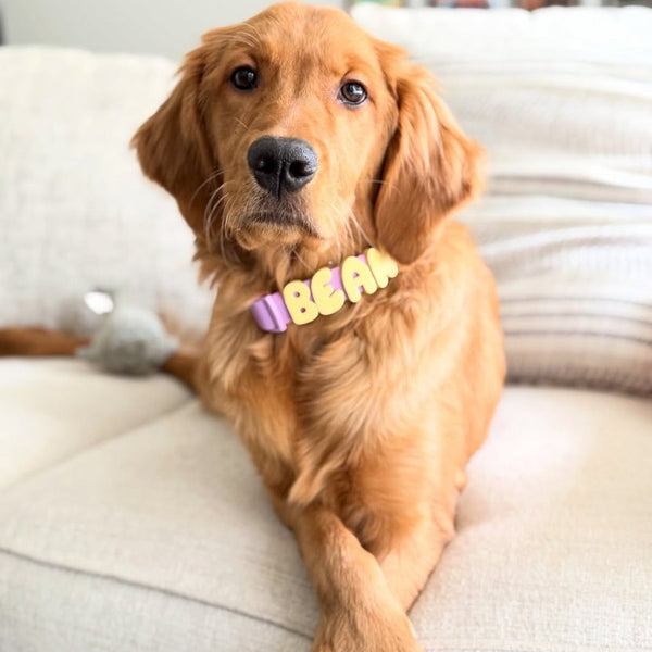 Dog wearing Springland gear