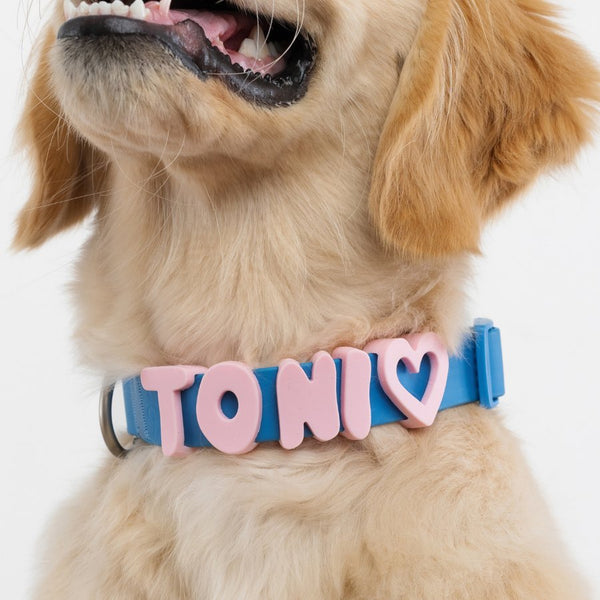 Dog wearing Springland gear