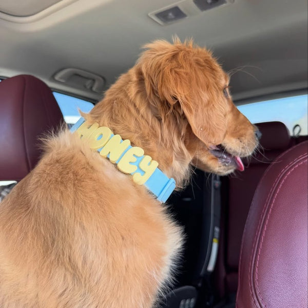 Dog wearing Springland gear