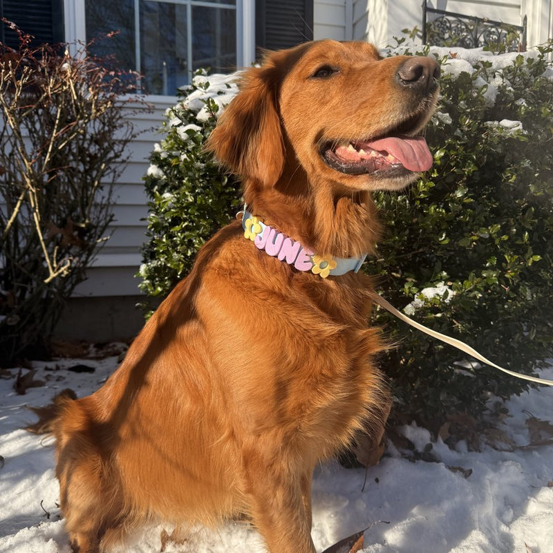 Holiday Dog Gifts