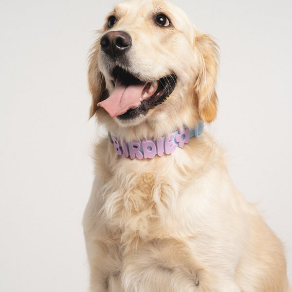 Dog wearing Springland gear