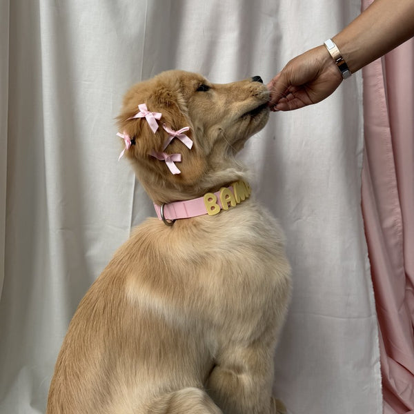 Dog wearing Springland gear