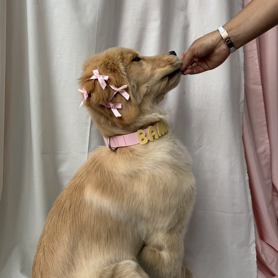 Personalized Waterproof Dog Collar with Charms