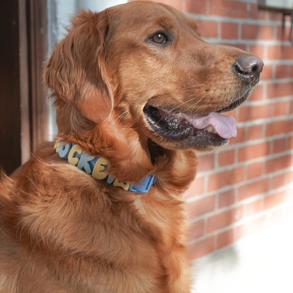 Dog wearing Springland gear
