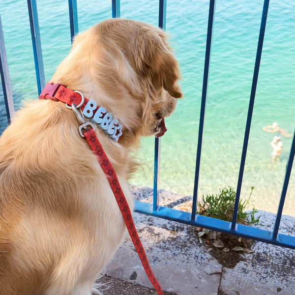 Dog wearing Springland gear