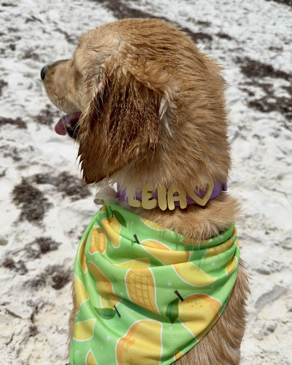 Dog wearing Springland gear