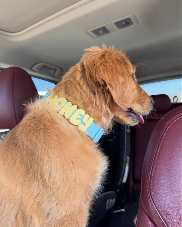 Dog wearing Springland gear