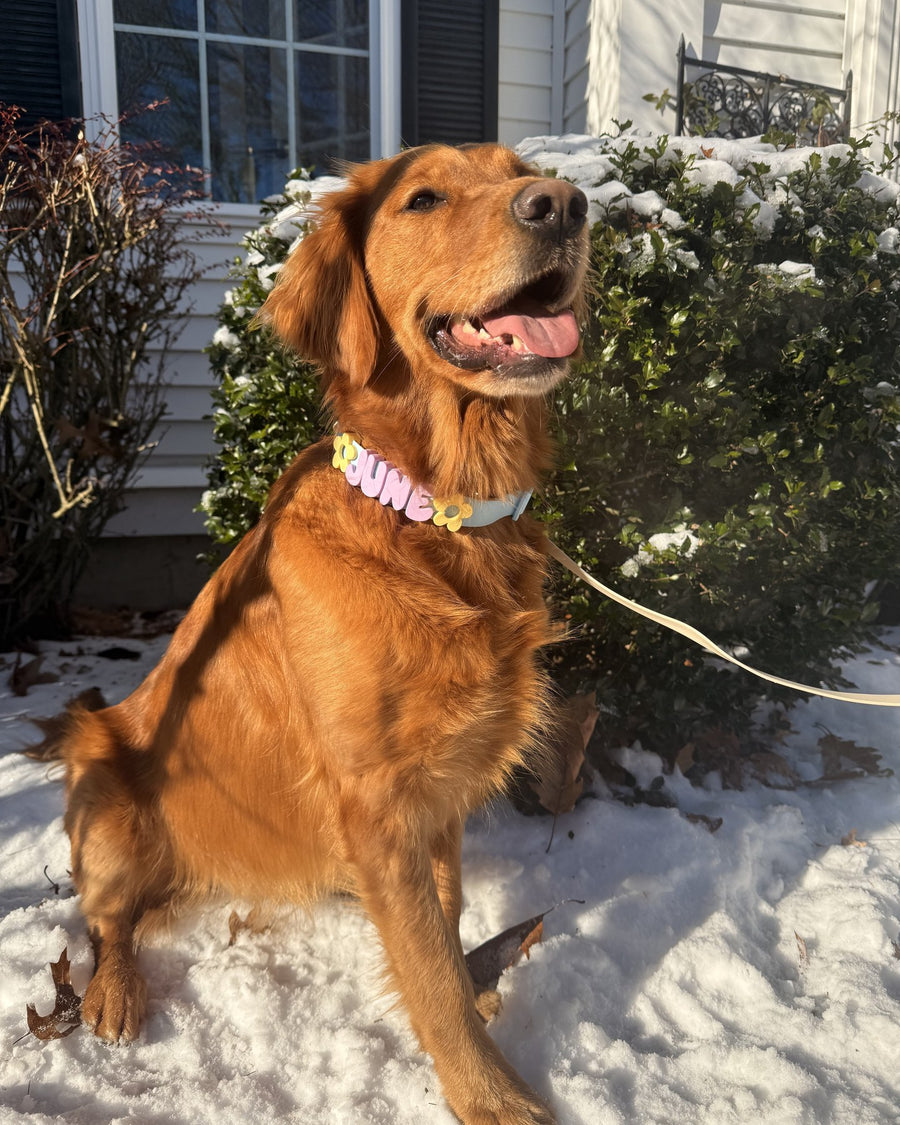 Personalized Waterproof Dog Collar with Charms