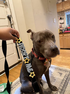 Kailynn M.'s dog