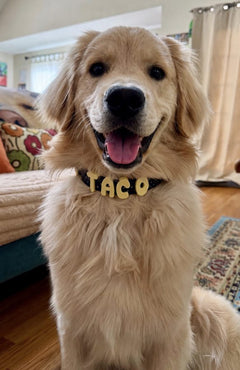 Mariana R.'s dog