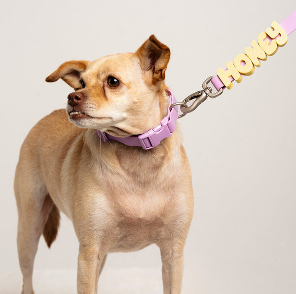 Dog wearing Springland gear