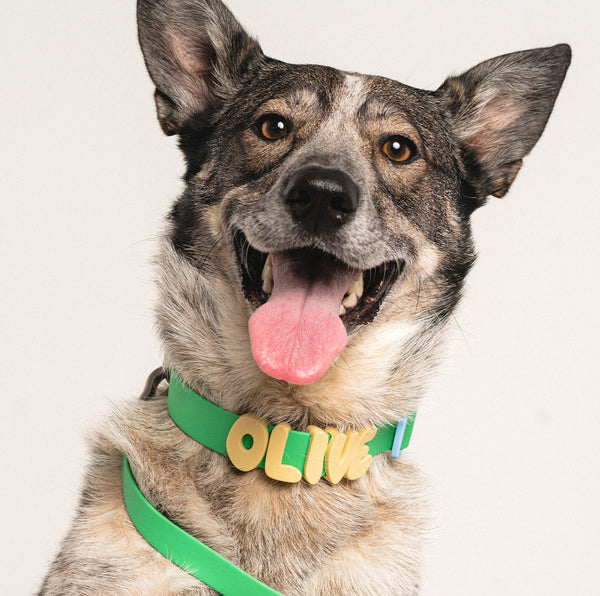 Dog wearing Springland gear