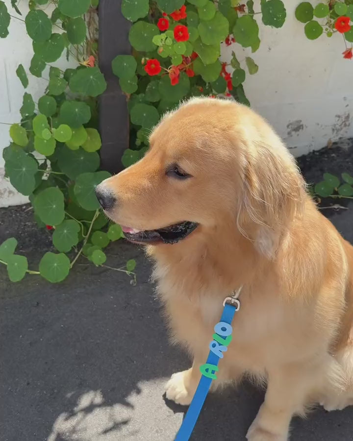 ARLO name charms on a blue leash, then on a golden retriever collar