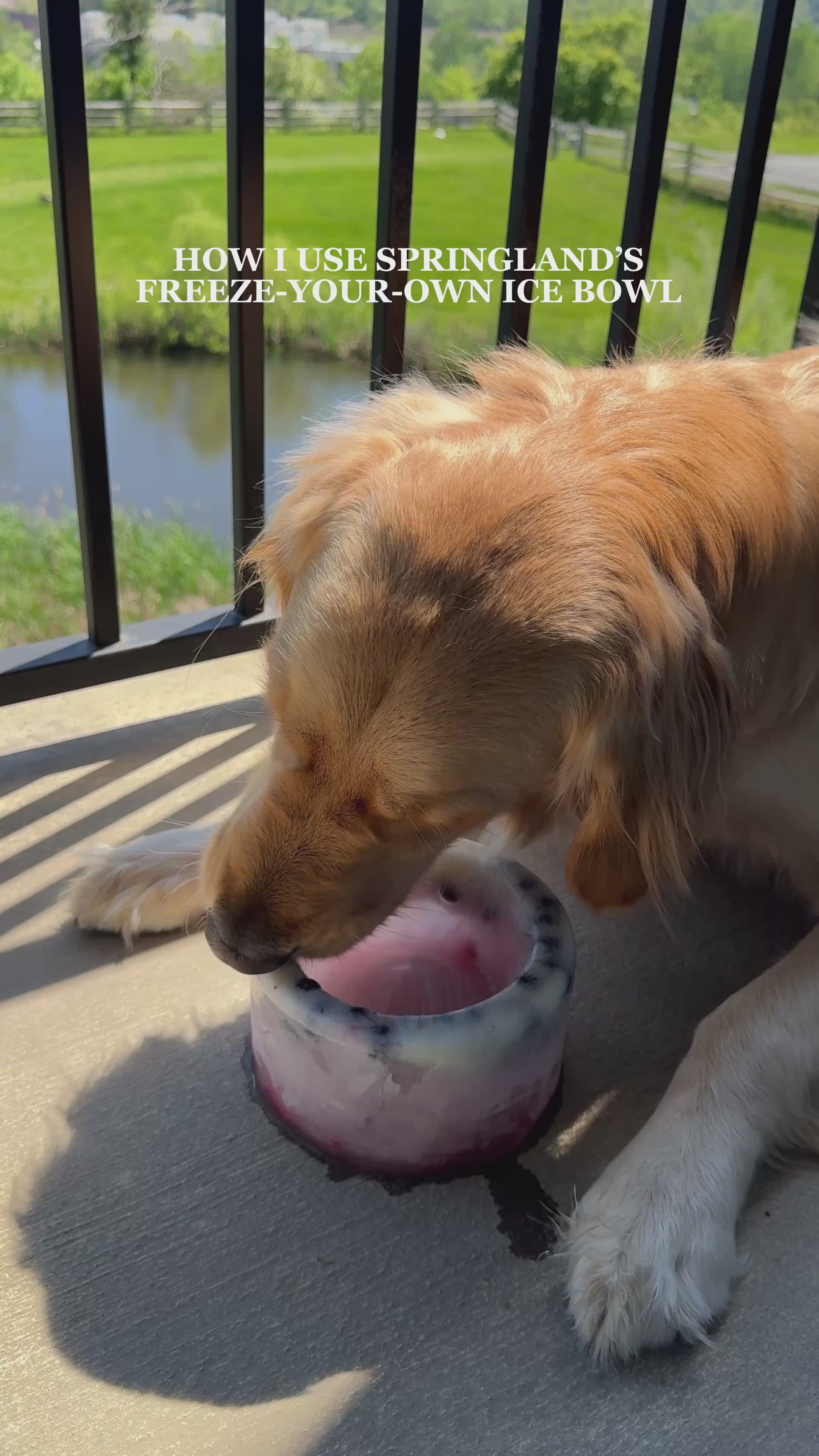 Springland Freeze-Your-Own Dog Treat Bowl How To
