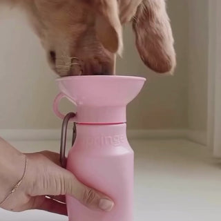 15oz Mini Springer Dog Travel Bottle Cotton Candy