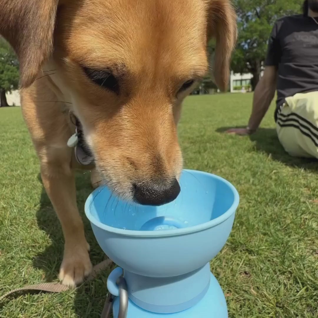 Tan dog drinking water from a blue Springer water bottle on grass with owner sitting nearby
