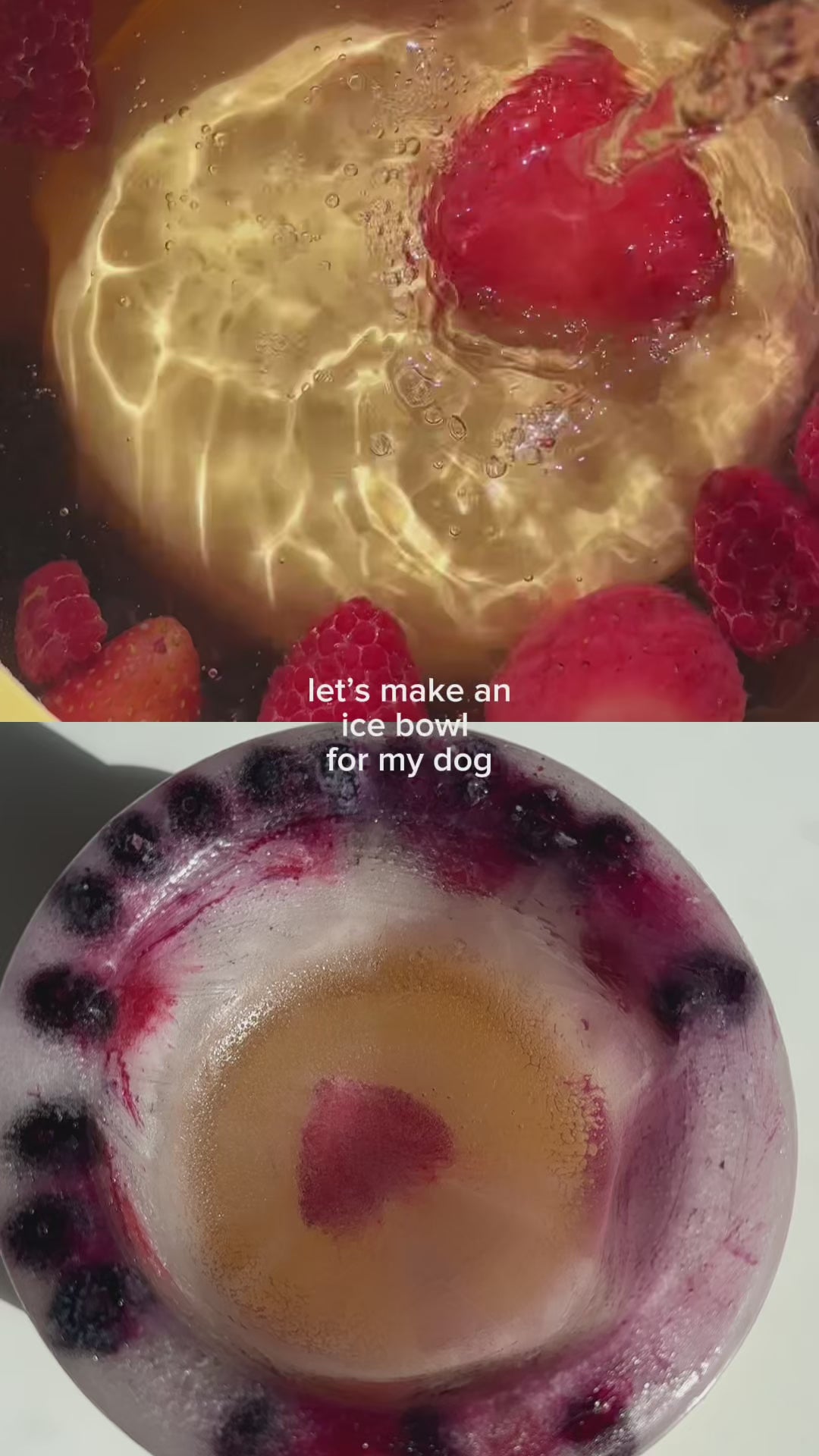 Springland Freeze-Your-Own Dog Treat Bowl How To Make