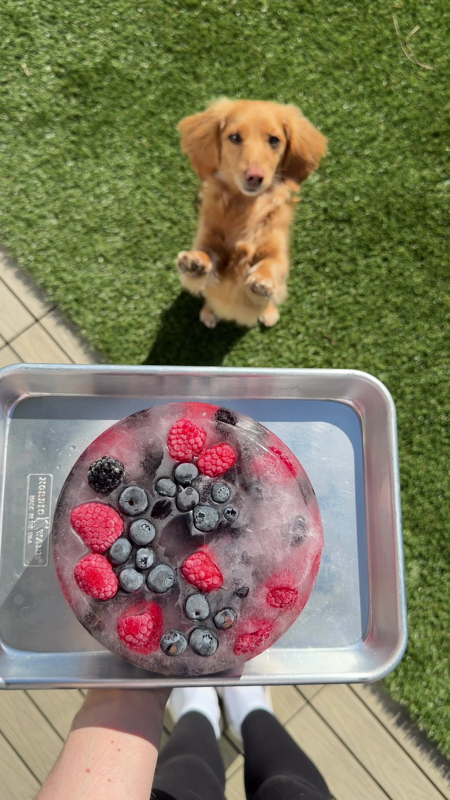 Springland Freeze-Your-Own Dog Treat Bowl Fruit