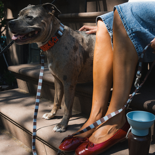Dog on the stoop wearing the personalized Waterproof Dog Collar Saddle
