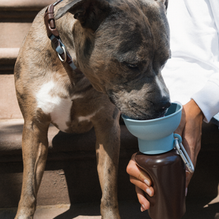 Dog wearing the Waterproof Dog Collar while drinking Saddle