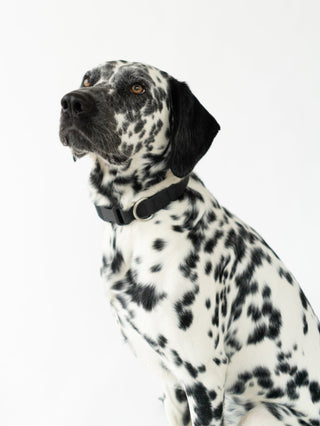 Adjustable Waterproof Dog Collar Black